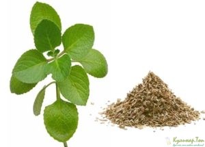 oregano-dushitsa