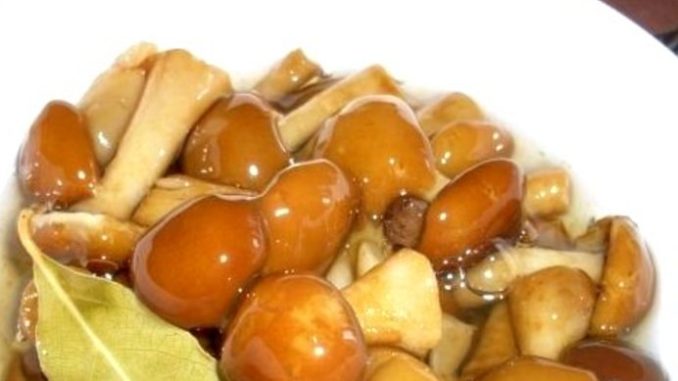 Маринованные опята в собственном соку Маринованные опята в собственном соку